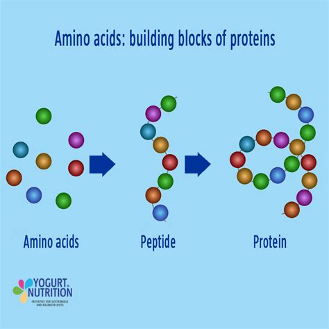 Focus on proteins | Yogurt nutrition, Yogurt health benefits, Protein