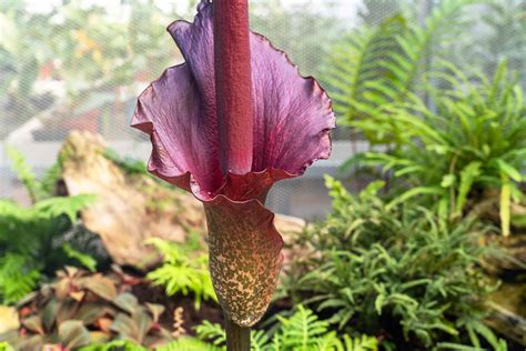 How to Grow and Care for Star of Bethlehem Flower - TrendRadars