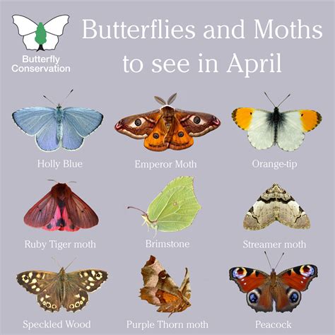 Beautiful Butterflies and Moths to Spot in April
