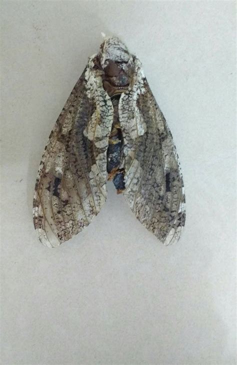 Image result for Moth Identifier