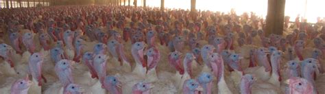 Animal Agriculture 的图像结果