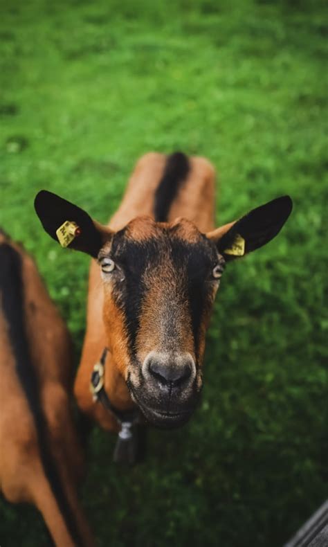 Goat Milk Nutrition and Health Benefits for All – Courtyard Farms