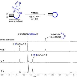 RNA Loop 的图像结果