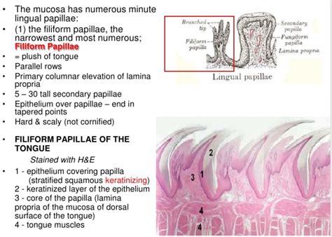Tongue Inflammation Taste Buds