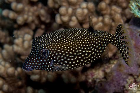 Image result for Boxfish Facts
