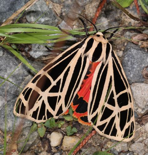 Media of Virgin Tiger Moth - Maryland Biodiversity Project