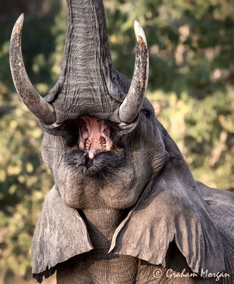 What Are Elephants Teeth Made Of at Erin Birks blog