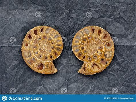 Fossil I Spiralform