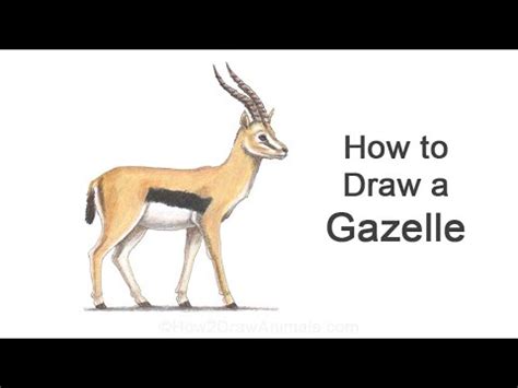 How to Draw a Gazelle - YouTube