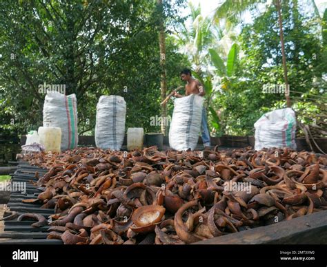 What Is The Importance Of Drying In Copra Production at Jaclyn Glenn blog