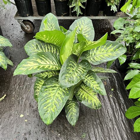 10″ Dieffenbachia Tropic Snow – The (KC) Plant Factory