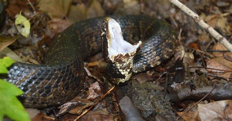 Indiana DNR | The cottonmouth, also known as a “water moccasin,” is ...