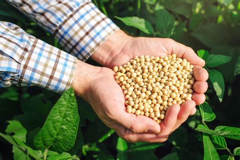 美国大豆出口委员会：中国正积极采购大豆 未来六个月需求前景乐观_凤凰网