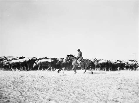 Buy Cowboys, 1940. /Nbringing In Cattle From A Blizzard In Lyman County ...