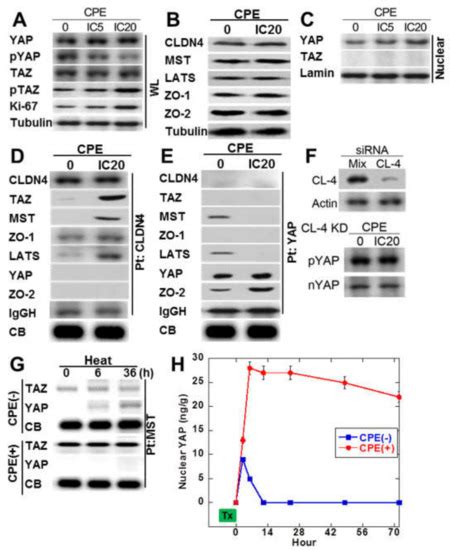Role of Clostridium perfringens Enterotoxin on YAP Activation in ...