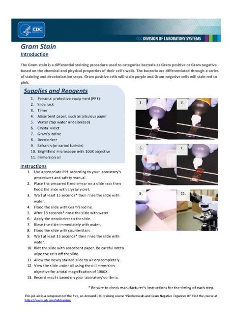 Preparation Gram Stain 的图像结果