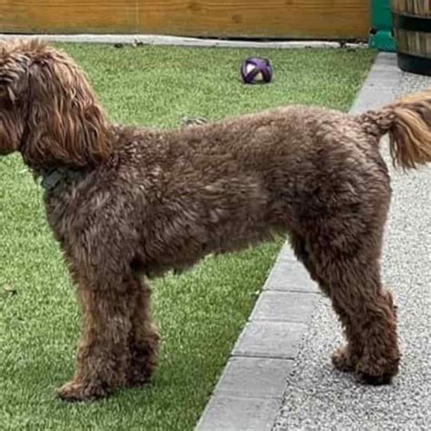 Image result for Cockapoo Tail