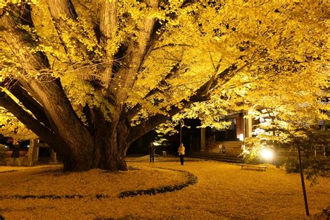 Image result for Ani Algorithm