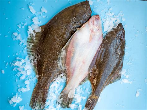Sand Dabs | Seafood Directory | H&H Fresh Fish