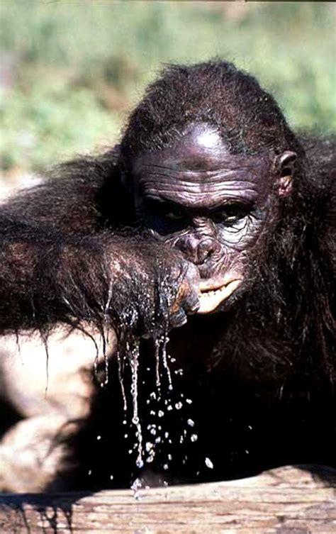 Australopithecus Documentary 的图像结果