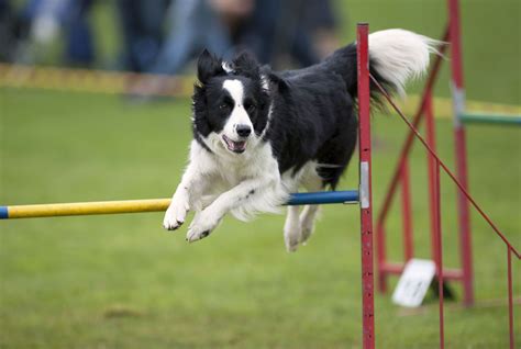 Son Border Collies Emparentados Con Collies