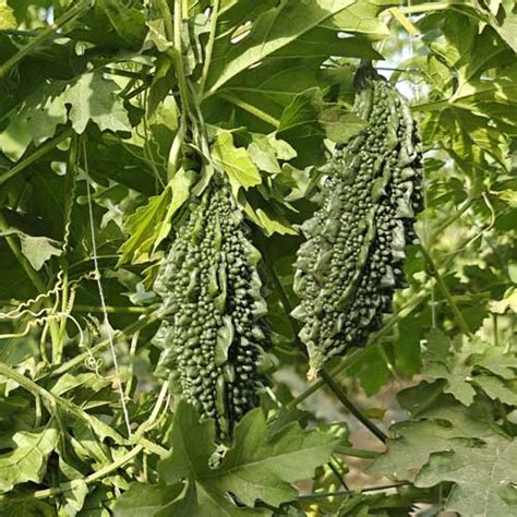 Bitter Gourd Small Hybrid F1 Seeds - High Yield, Easy to Grow, Shiny ...