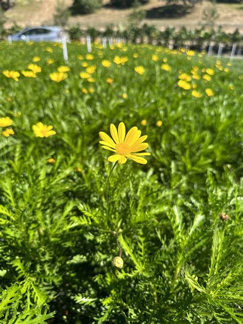 Euryops pectinatus - Devil Mountain Wholesale Nursery