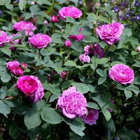 Buy rose Reine des Violettes (hybrid perpetual) Rosa 'Reine des ...