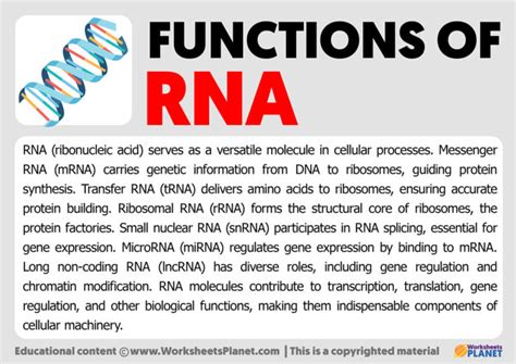 Image result for How RNA Work