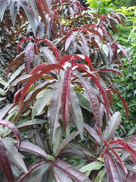 Prunus persica - Trees and Shrubs Online
