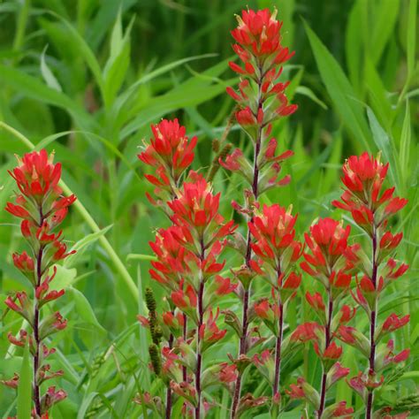 Indian Paintbrush Flower Colors at Caitlyn Lavater blog