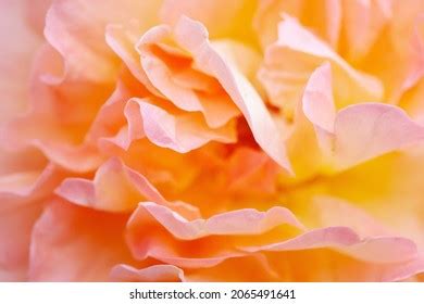 Image result for H2O2 Reduction Amperometry