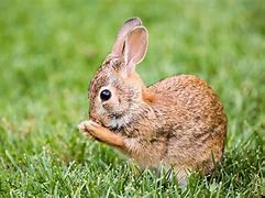Image result for Eastern Cottontail Rabbit in Thicket