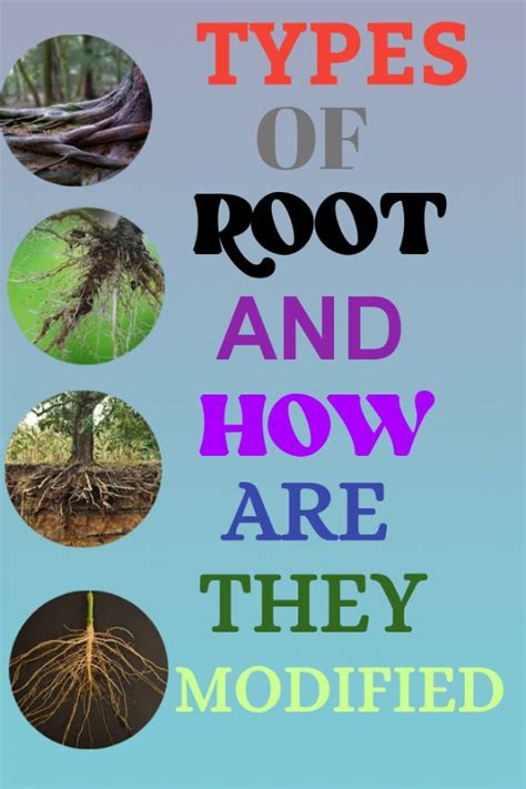 Image result for The Three Types of Root