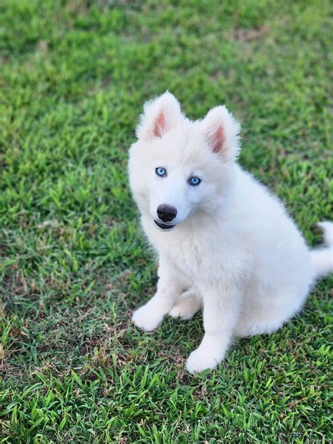 Looking for Husky Puppies for Sale? Find Your New Best Friend ...