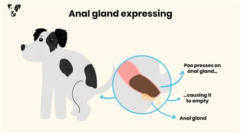 Dog’s anal glands: Common problems & treatment | Pooch & Mutt