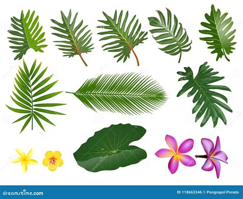 Palm Leaves Clip Art