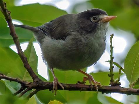 Cameroon Speirops - eBird