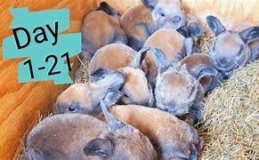 Image result for Baby Rabbit Lionhead Bunnies