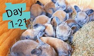 Image result for Baby Rabbit Photos