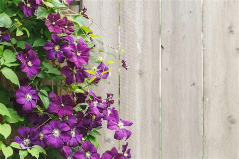 Awasome Climbing Perennial Plants 2022 - adriennebailonnudepicssexyxfr