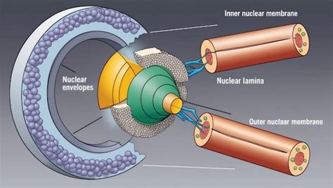 Nuclear Structure 的图像结果
