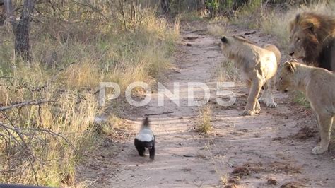Honey Badger Vs Lion The Honey Badger Africa Geographic