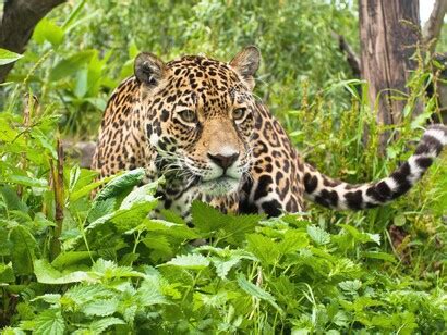 Experiencias en el Parque nacional del Manu | Meer