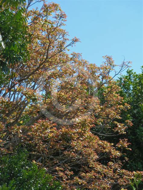 Toona - JungleKey.in Image