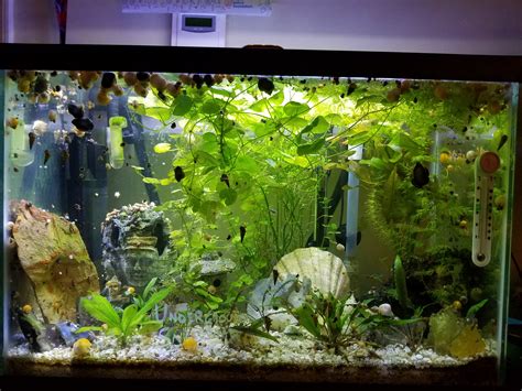 Pet Snail Tank 的图像结果