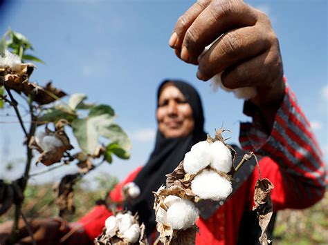 Pakistan's cotton industry crumbles amid government apathy, crushing ...
