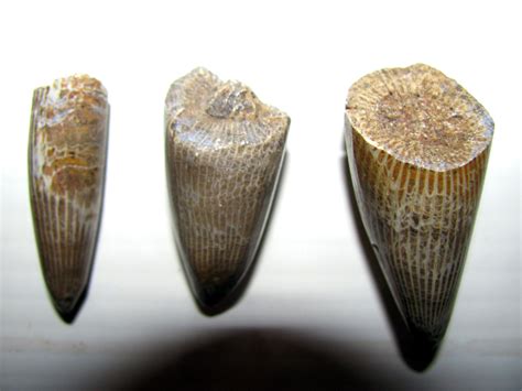 Polished Horn coral 1.jpg - Member Collections - The Fossil Forum