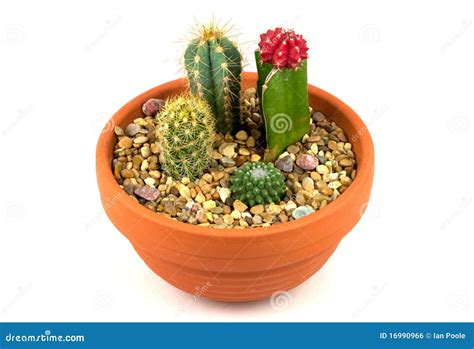 Cactus Pot Plants stock photo. Image of plant, prickles - 16990966