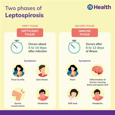 Kencing Tikus Boleh Bawa Maut? Ini Fakta Mengenai Leptospirosis - Portal Kesihatan No.1
